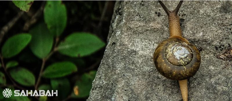 Is Escargot Halal: Examining The Permissability Of Eating Snails