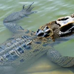 Is Crocodile Halal