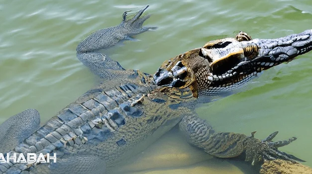 Is Crocodile Halal