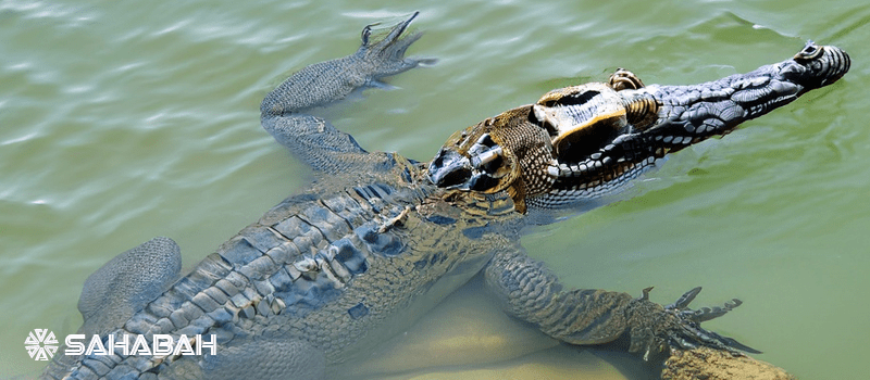 Is Crocodile Halal