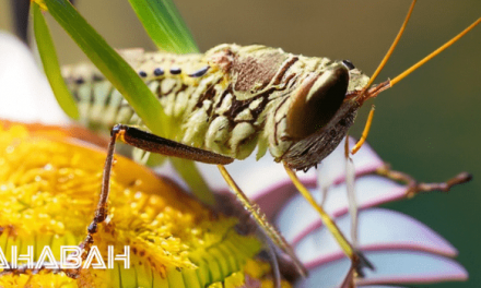 Are Insects Halal: Locusts, Leeches and Islamic Law