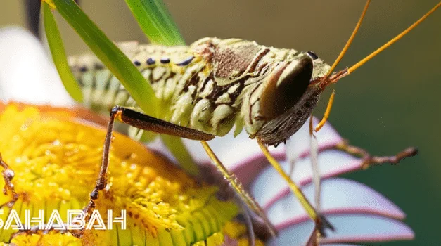 Are Insects Halal: Locusts, Leeches and Islamic Law