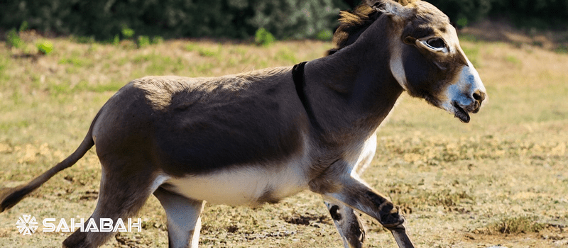Is Donkey Halal: Strictly Forbidden or Culturally Taboo