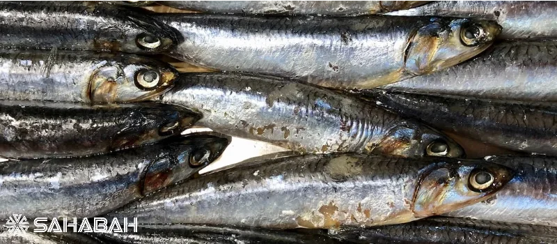 Are Anchovies Halal: The Ultimate Guide