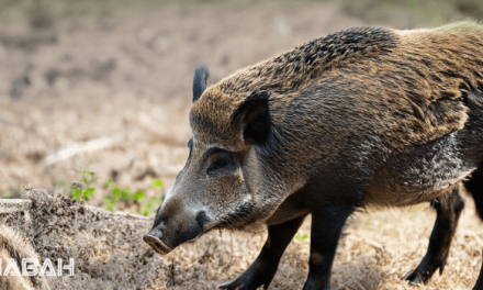 Is Boar Halal: Permissible Game or Prohibited Pork