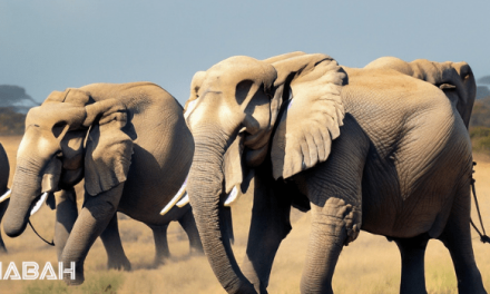 Is Elephant Halal: The Ethics of Eating Elephants