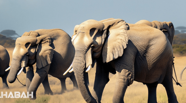 Is Elephant Halal: The Ethics of Eating Elephants