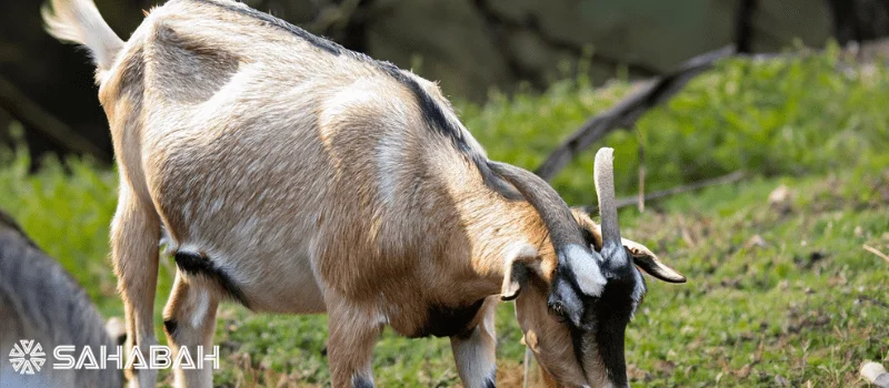 Is Goat Halal:  What Islamic Scholars Say