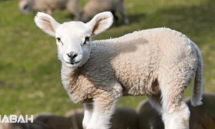 Is Lamb Halal: Examining the Halal Rules for Lamb Meat