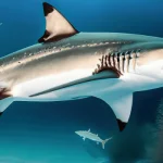 Is Shark Halal: Swimming in Uncertainty