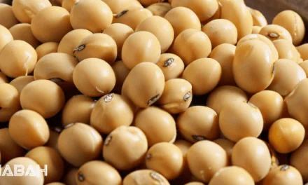 Is Soybean Halal: An In-Depth Analysis