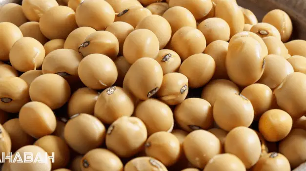 Is Soybean Halal: An In-Depth Analysis