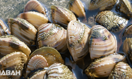 Are Clams Halal: The Great Clam Debate