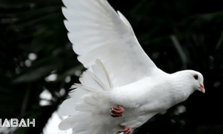 Is Pigeon Halal: Solving the Pigeon Paradox