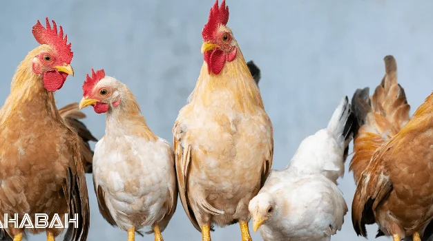 What Is Halal Chicken: Cracking the Code