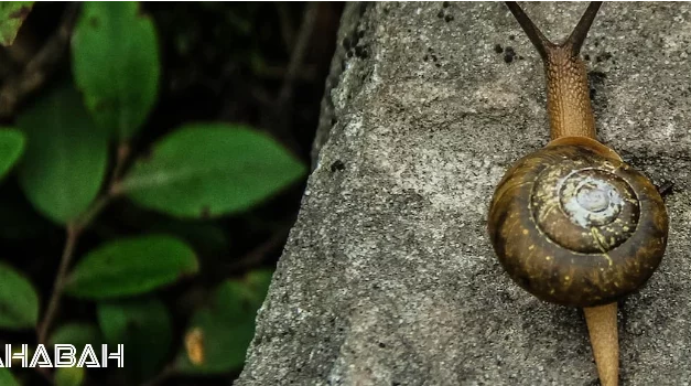 Is Escargot Halal: Examining The Permissability Of Eating Snails