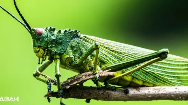 Is Eating Insects Halal in Islam? Learn About Locusts and Grasshoppers