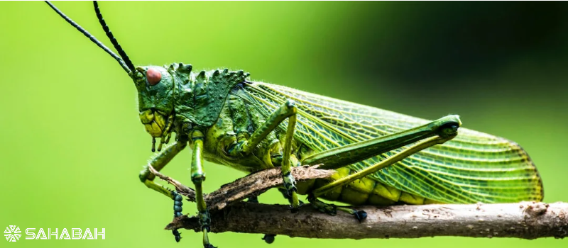 Is Eating Insects Halal in Islam? Learn About Locusts and Grasshoppers