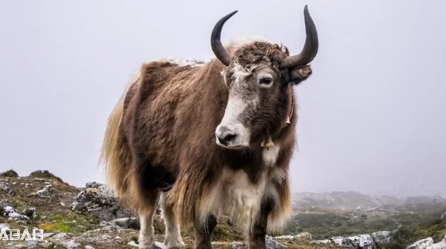 Is Yak Halal Or Haram? A Detailed Guide on Yak Meat